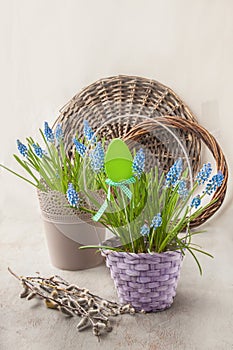 Blue muscari in a basket and willow branches on a gray background