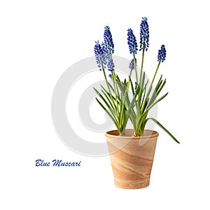 Blue muscari bulbs and flowers in clay pot isolated on white background