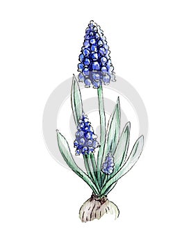 Blue muscari flower bunch watercolor image. Spring seasonal garden blooming plant picture. Hyacinth blossom on white background.