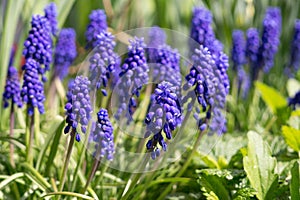 Modrý květ Muscari v zahradě během jara.