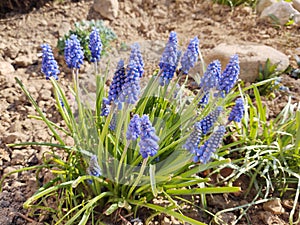 Modrý květ Muscari v zahradě během jara.