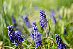 Blue Muscari flower in the garden during spring.