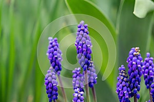 Blue Muscari flower in the garden during spring.