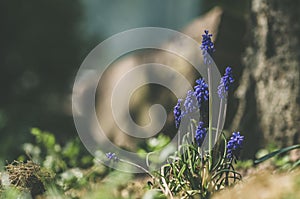 blue muscari flower, grape hyacinth