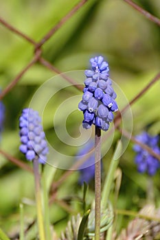 Blue Muscari Flower Grape Hyacinth, Czech Republic, Europe