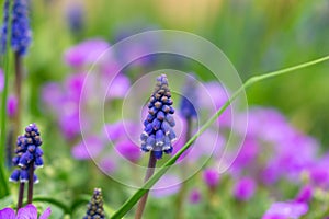 Blue Muscari flower in the garden during spring.