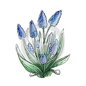 Blue muscari flower watercolor image. Spring seasonal garden blooming plant hand drawn illustration. Muscsri on white background.
