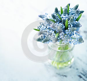 Blue muscari flowers