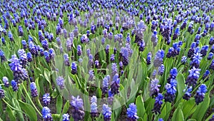 Blue muscari flowers photo
