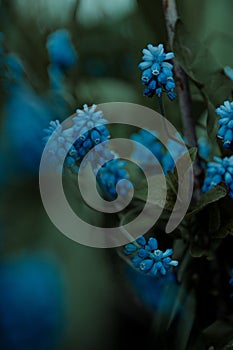 Blue Muscari flowers close up. A group of Grape hyacinth