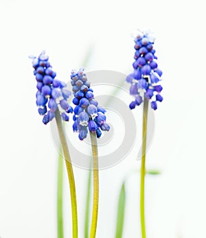 Blue Muscari flowers photo