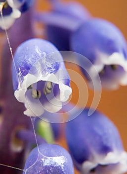 Blue Muscari flowers grape hyacinth, Bluebells. blue flower bells closeup. macro