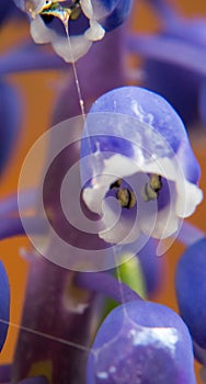 Blue Muscari flowers, grape hyacinth, Bluebells. blue flower bells closeup. macro