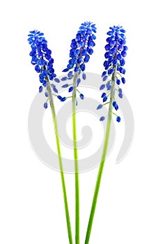 Blue muscari flowers Grape hyacinth bunch isolated on white