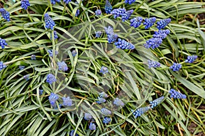 Blue muscari flowers Grape hyacinth in the garden. Family name Asparagaceae, Scientific name Muscari