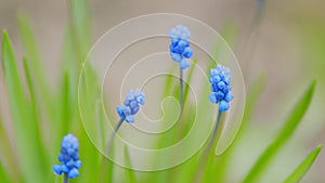Blue muscari flowers or grape hyacinth, muscari aucheri blooming in springtime. Colorful floral blue spring background