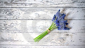 Blue muscari flowers Grape hyacinth on wooden background