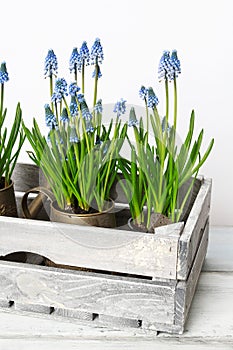 Blue muscari flowers Grape hyacinth in wooden box