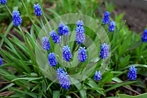 Blue muscari flowers or mouse hyacinth on the flower bed