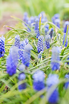 Blue Muscari flowers. Selective focus