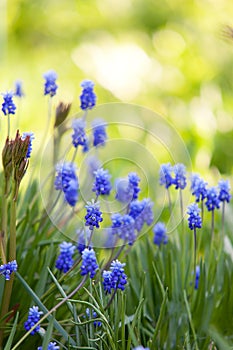 Blue Muscari Flowers in Spring