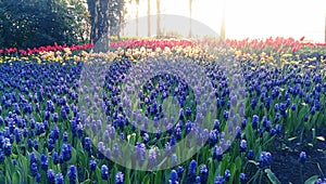 Blue muscari flowers and tulips photo