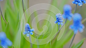 Blue muscari flowersBlue muscari flowers. Bright blue grape hyacinth flower in garden. Slow motion.