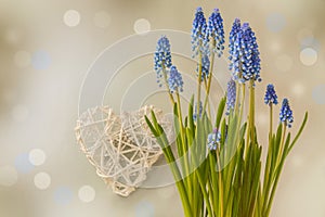 Blue muscari on a gray background