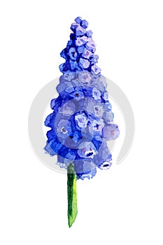 Blue Muscari inflorescence on a green stalk. Watercolor spring flowers isolated on white