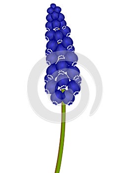 Blue muscari isolated on white background, grape hyacinth.