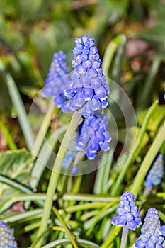 Blue Muscari Muscari armeniacum flowers