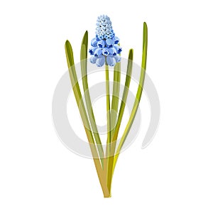 Blue Muskari flowers. Vector illustration.