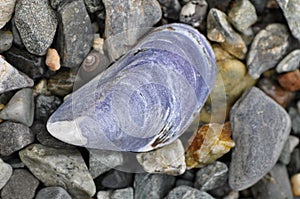 Blue Mussel