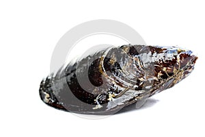 Blue mussel bivalve photo