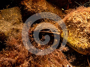 A blue mussel, Mytilus edulis, in cold Northern European waters