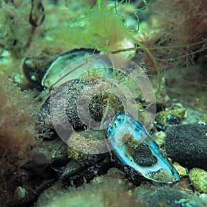 A blue mussel, Mytilus edulis, in cold Northern European waters