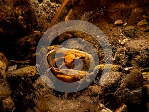 A blue mussel, Mytilus edulis, in cold Northern European waters