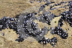 Blue mussel in rock