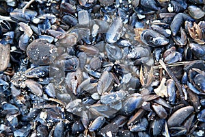 Blue mussel shells