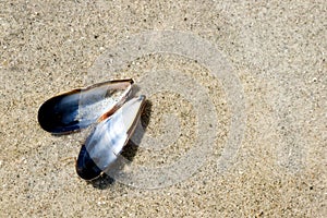 Blue mussel in thin layer of water on the beach