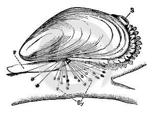 Blue Mussel, vintage illustration