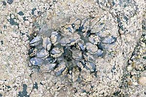 Blue mussels attached to rocks with limpet aquatic snail