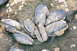 Blue mussels attached to rocks with limpet aquatic snail