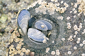 Blue mussels attached to rocks with limpet aquatic snail photo