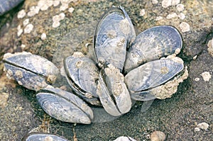 Blue mussels attached to rocks with limpet aquatic snail photo