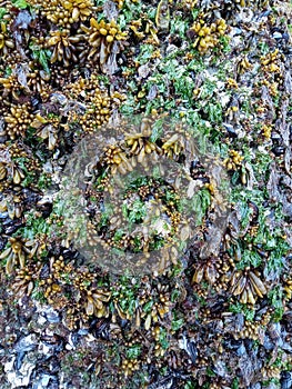 Blue mussels or Mytilus edulis and little sacks of Halosaccion glandiforme, also known as sea grapes clinging to exposed rocks