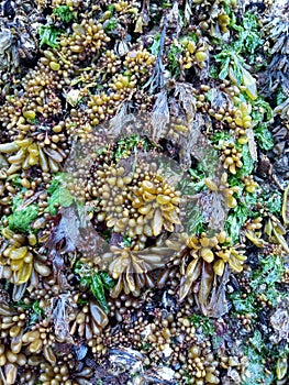Blue mussels or Mytilus edulis and little sacks of Halosaccion glandiforme, also known as sea grapes clinging to exposed rocks