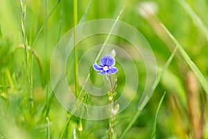 Blue Myosotis Zapomeň, že během jarního kvetení nekvetou v trávě.