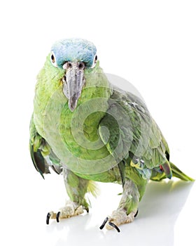 Blue-naped Amazon Parrot