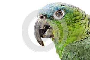 Blue-naped Amazon Parrot